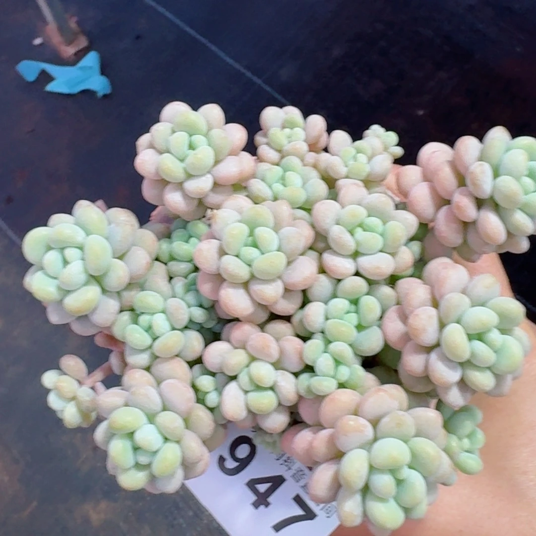 洛可可老桩福利捡漏