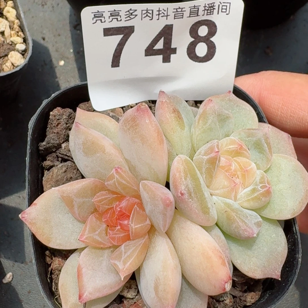 用****2玄烛珍妮         精品多肉