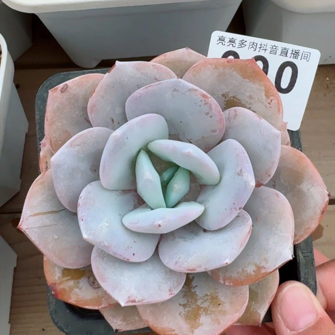璐*奶茶福利         精品多肉