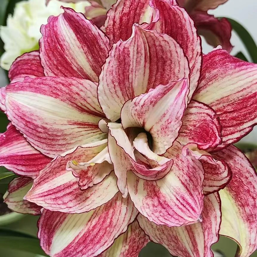 朱顶红园艺 安吉拉花