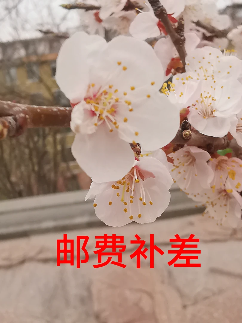 朱顶红花卉糖果仙女邮费补差价