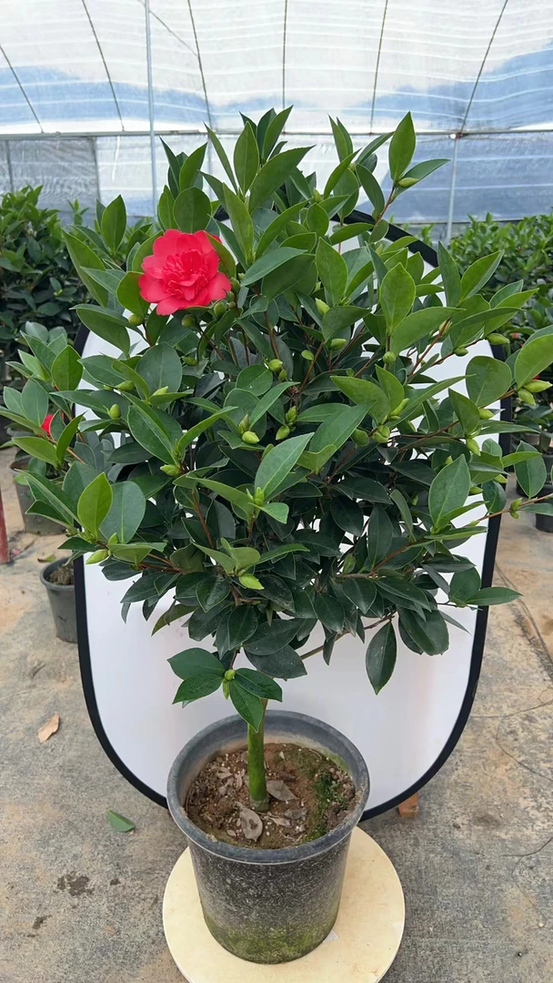芳馨怀金托紫四季茶花盆栽室内室外柠檬阳台庭院花卉原盆土发