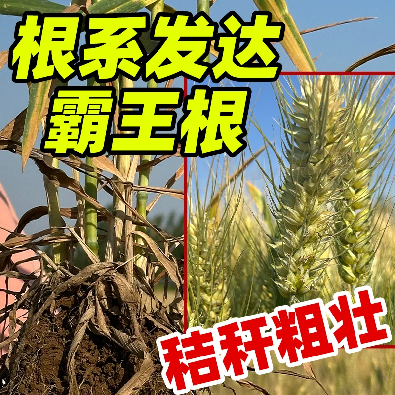 【小袋5斤装】太麦199麦种