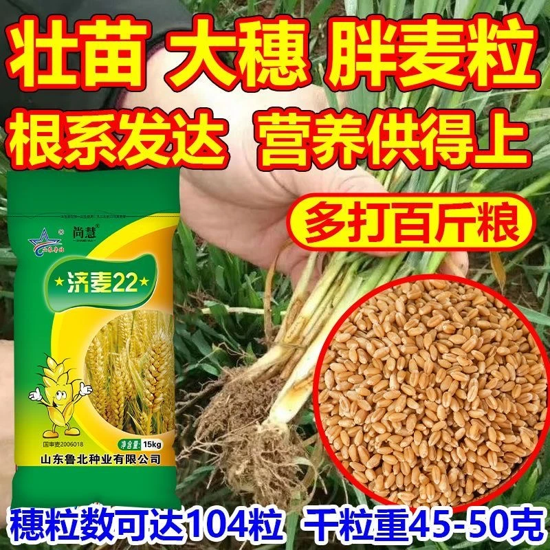 【高产济麦22】国审济麦22高产抗倒大穗矮秆小麦产量高抗病厂家直销