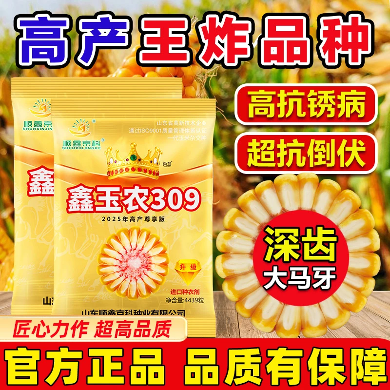 【高产玉米种】鑫玉农309玉米种子高抗锈病抗倒伏，紫根大棒