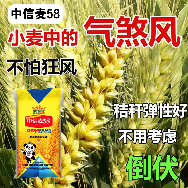 中信麦58号抗冻冬小麦种子大田耐旱耐盐碱抗倒麦子籽长穗小麦种