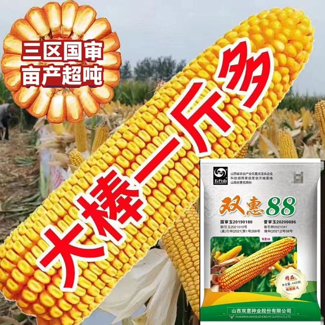 高产双惠88大棒玉米种矮杆大棒王南方北方抗倒抗旱包谷耐高温