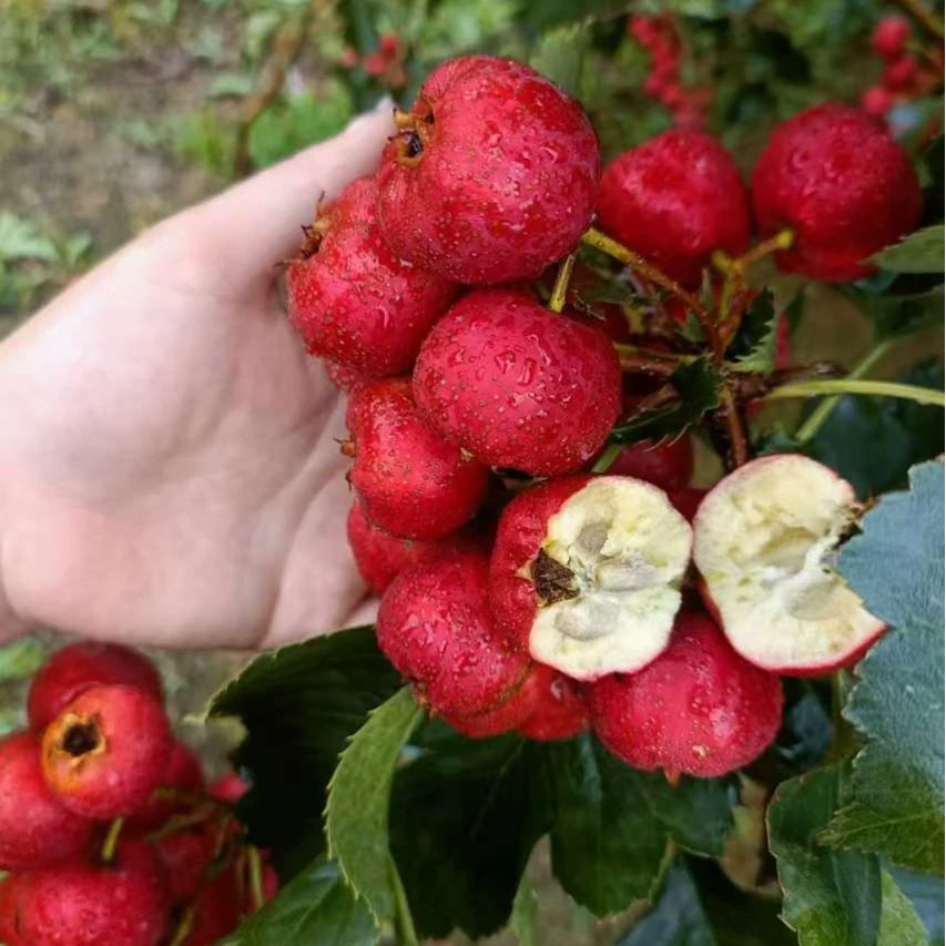 黑石汪沂蒙山新鲜山楂果大金星山楂鲜果糖雪球糖葫芦农家直发带货