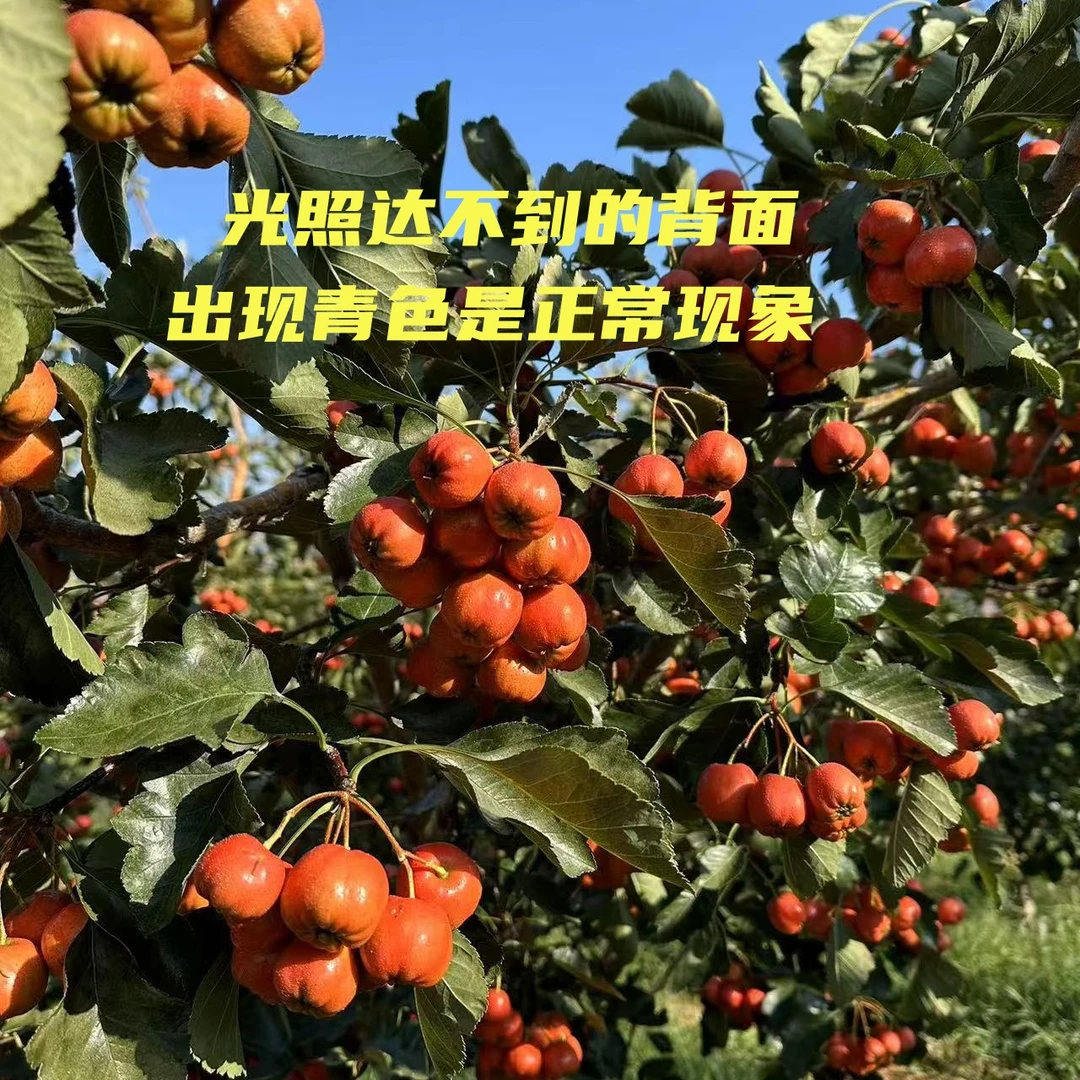 黑石汪2025年沂蒙山新鲜大棉球山楂果现摘现发原材料产地直发