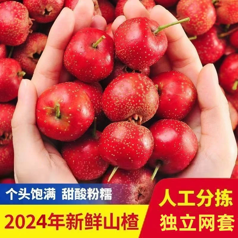 黑石汪沂蒙山新鲜山楂果大金星山楂鲜果糖雪球糖葫芦农家直发带货