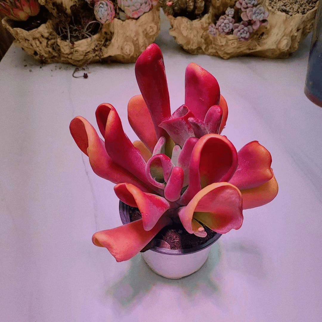 火狐狸  多肉界高货、新手好养办公室绿植夏季空气夏季空气