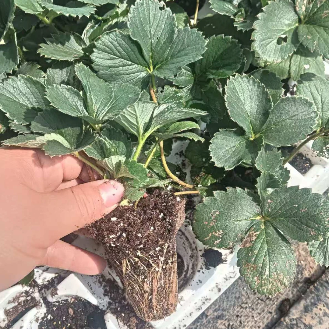 越王辉煌草莓穴盘苗