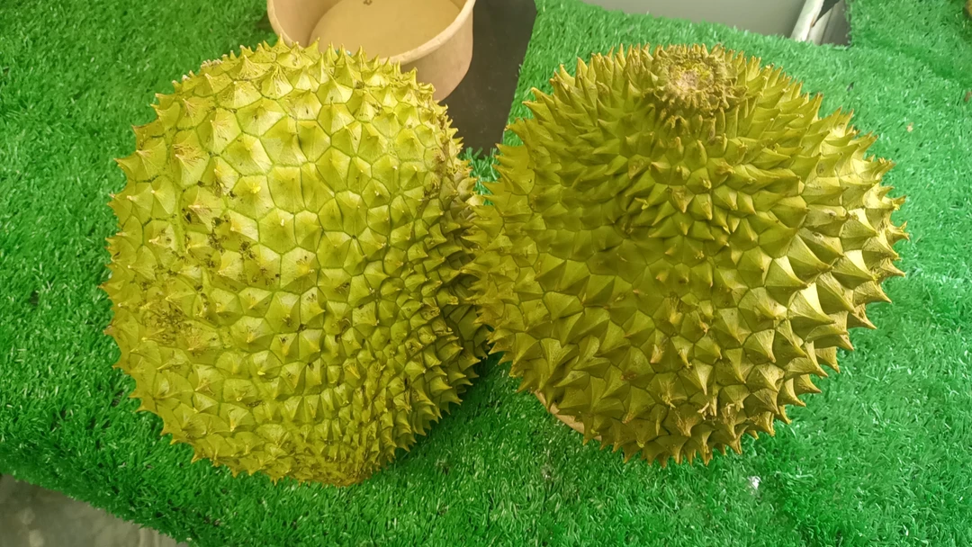 干扰榴莲 一个2400