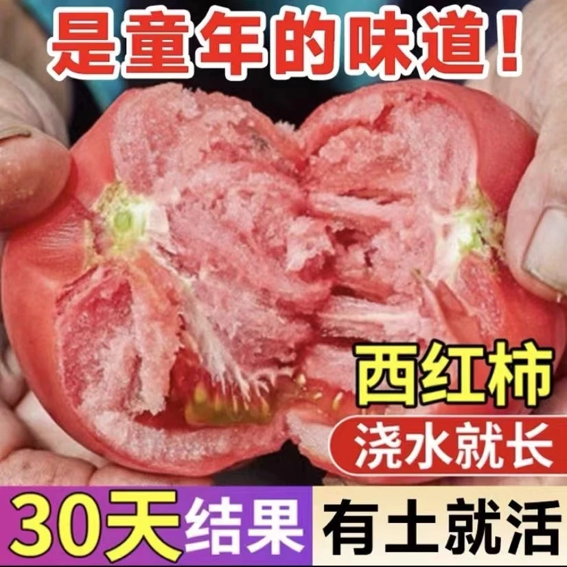 口感好番茄种苗沙瓤老品种耐裂薄皮大果耐寒冬春四季粉西红柿秧苗
