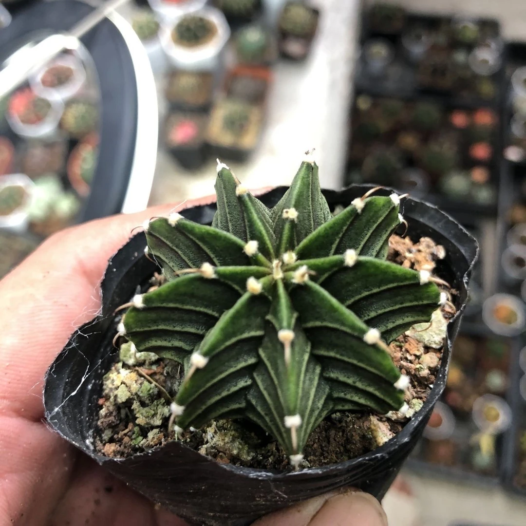 《满18包邮48小时内发货》绿体肋骨牡丹仙人球裸根一颗