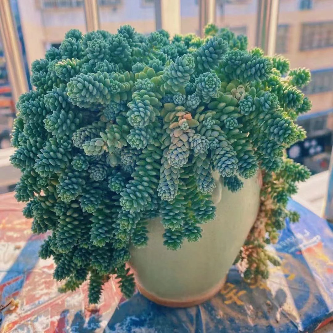 姬星美人群生多肉植物组合盆栽肉肉植物绿植花卉室内盆栽防辐射