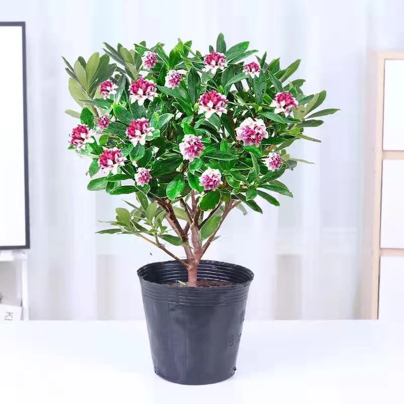金边瑞香花耐寒四季常青年宵花室内开花浓香型常绿芳香