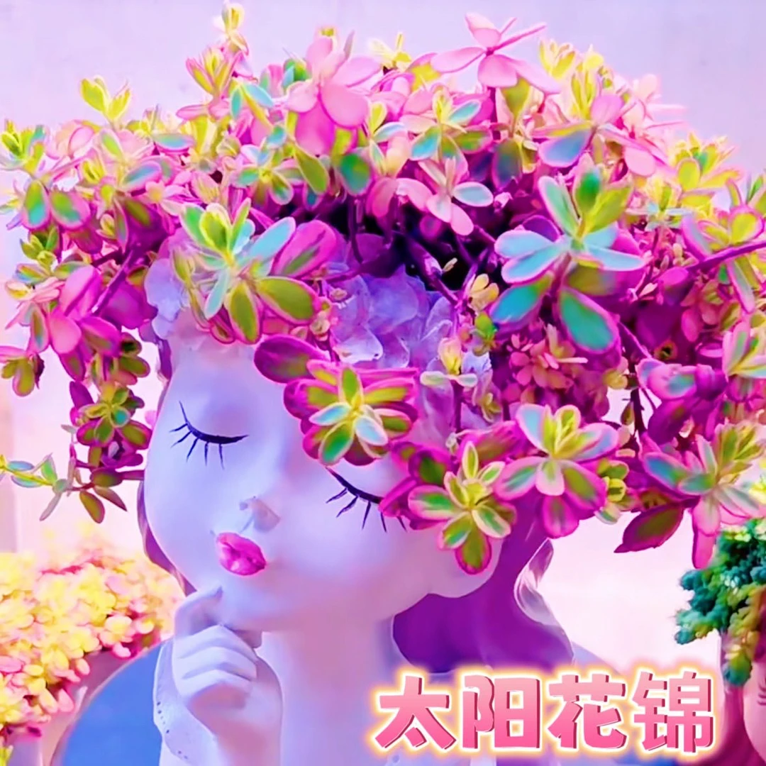 《一件包邮》太阳花锦圆盆一盆