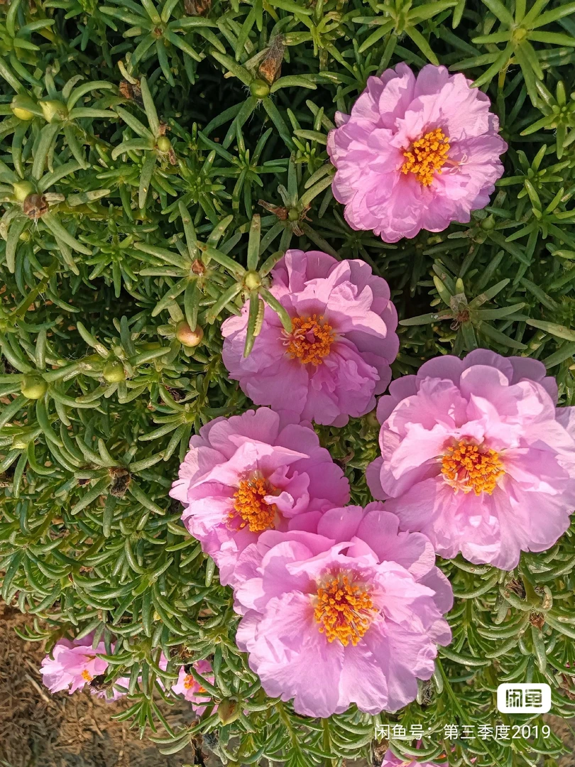 籽播重瓣太阳花新花色重瓣超重瓣大花易爆盆太阳花混色枝条50支，