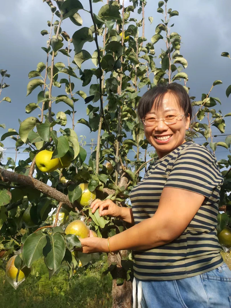 正宗隰县玉露香梨