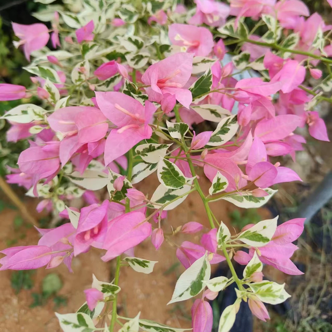 粉布丁三角梅四季开花爬藤庭院阳台飘窗绿植花卉盆景