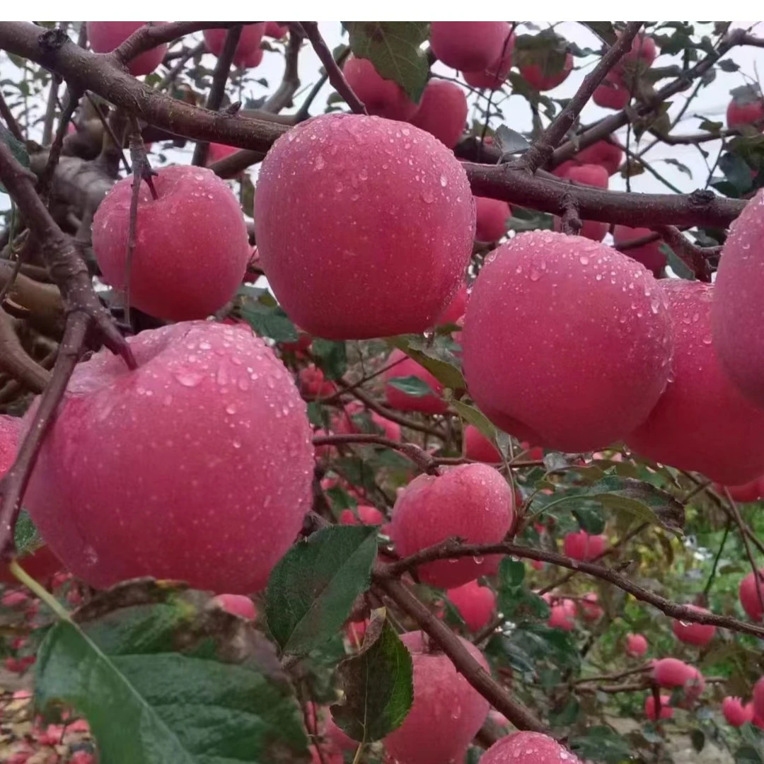 正宗精品延安山地嘎拉苹果净重包邮