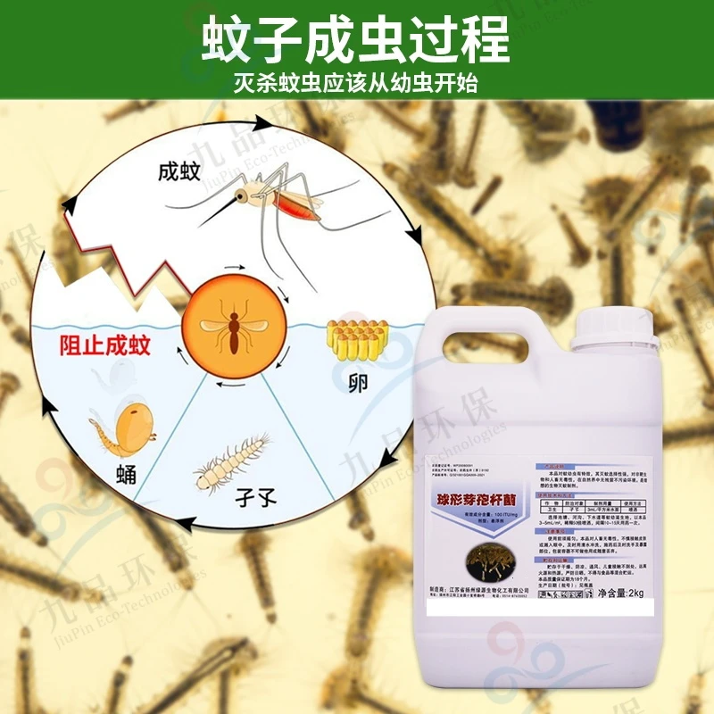 家用杀虫剂鱼池蚊虫子灭蚊水体生物除蚊成幼虫球形芽孢杆菌杀虫剂