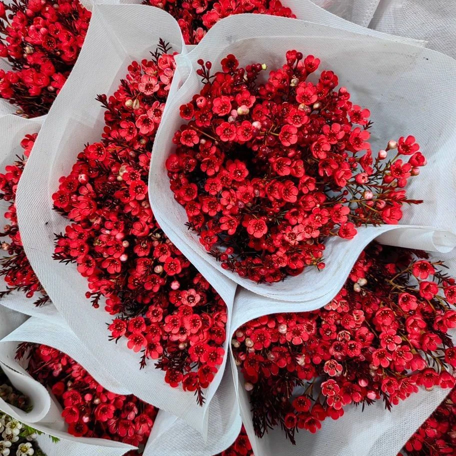 【买一送一】一共600g澳洲腊梅鲜花水养鲜切花卉直播现卖云基地直发
