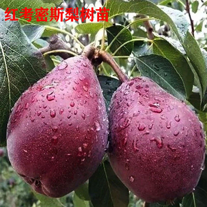 嫁接红考密斯梨树苗特大红啤梨苗红皮梨果树苗南北方种植盆栽