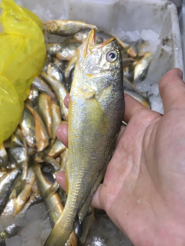 浙江宁波石浦东海野生小黄鱼3斤起拍（各种规格大小