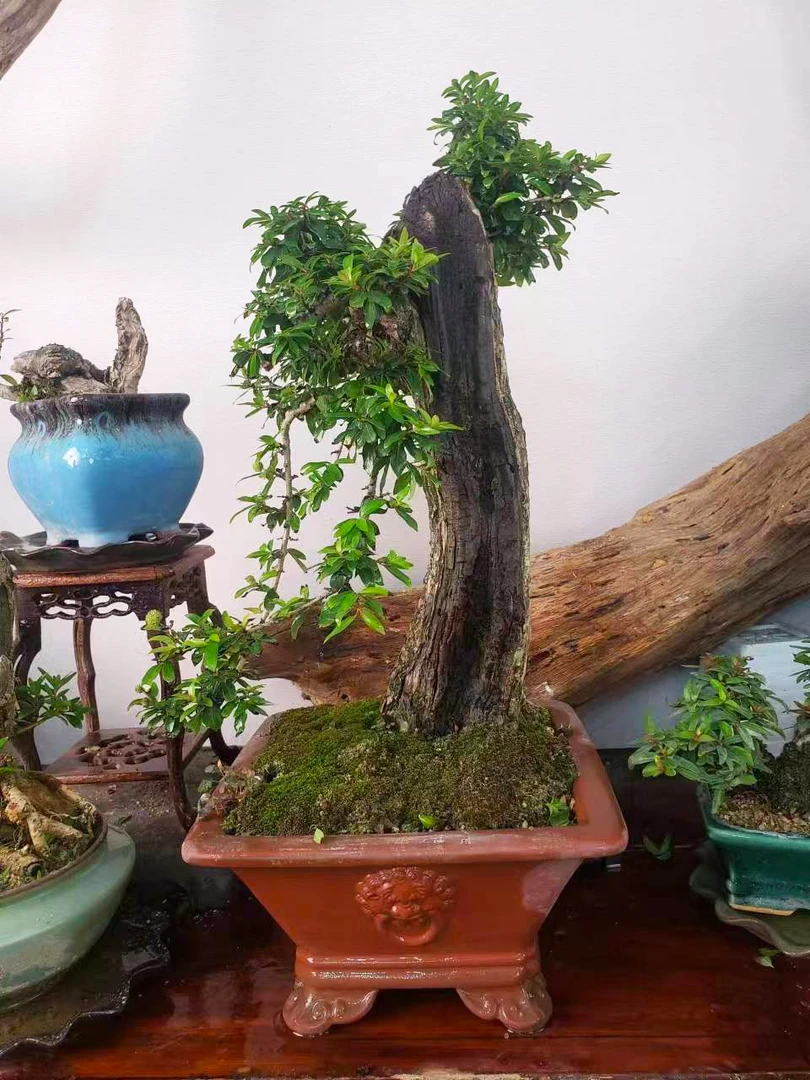 老桩盆景黄栌水团花