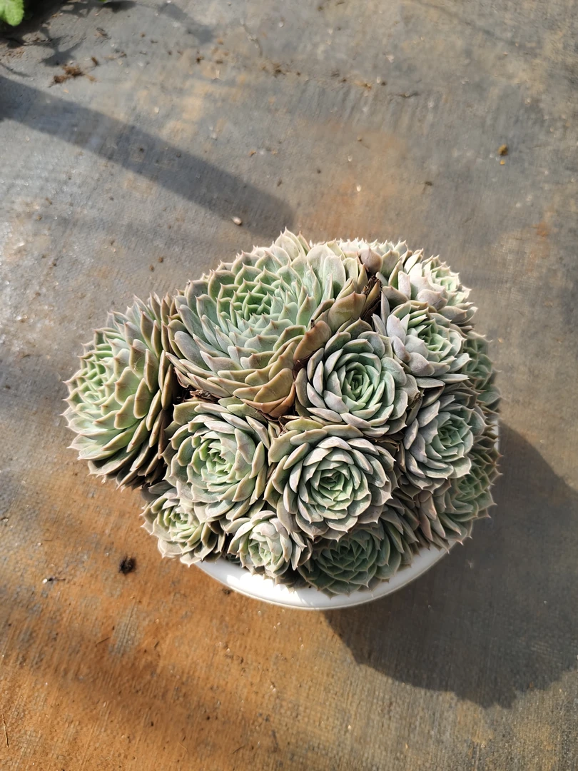 阿福多肉植物昂斯诺(轻微断枝掉叶片不售后)