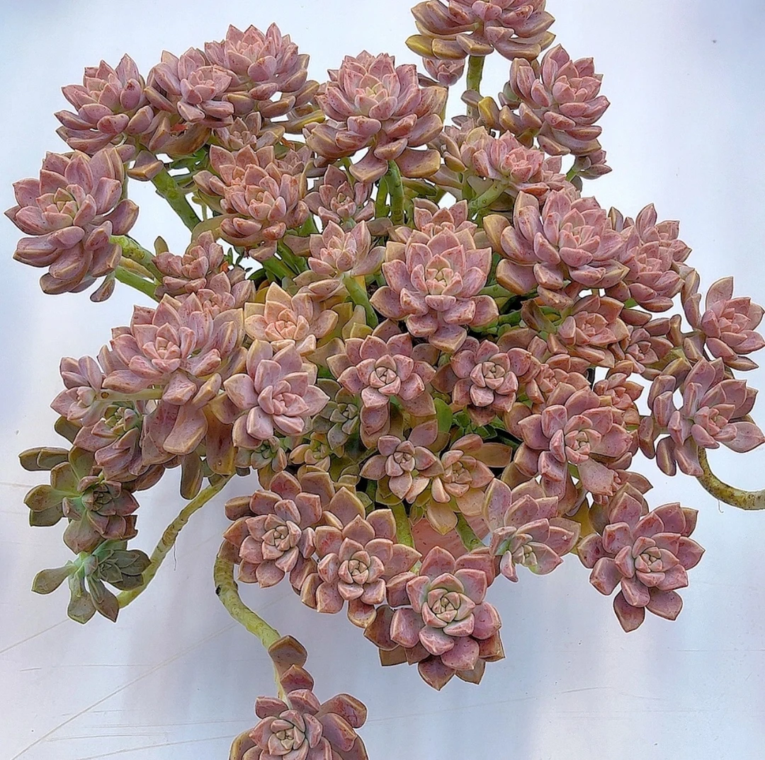 多肉阿伦培（轻微断枝掉叶片不售后）介意慎拍