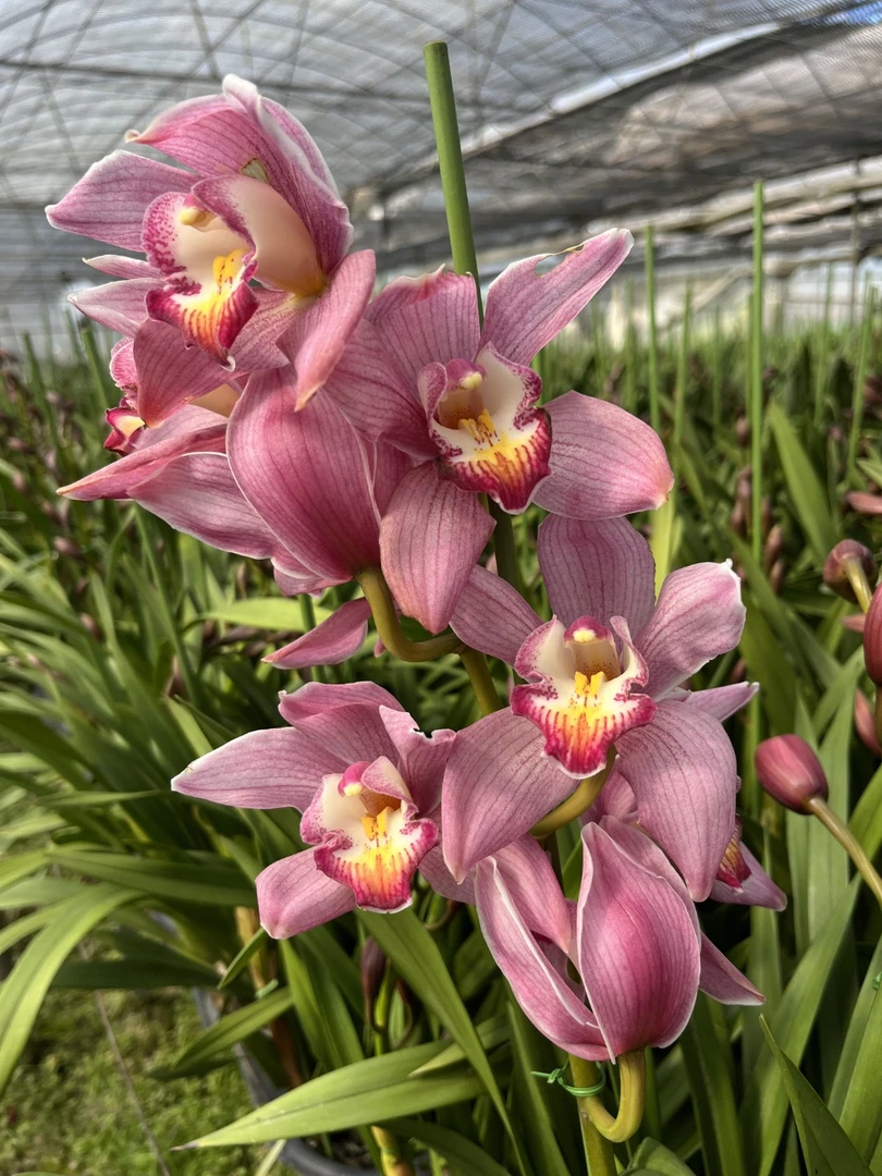 【红霞】年宵花带花苞兰花，兰花带花苞，秋冬季好养活，送礼好物