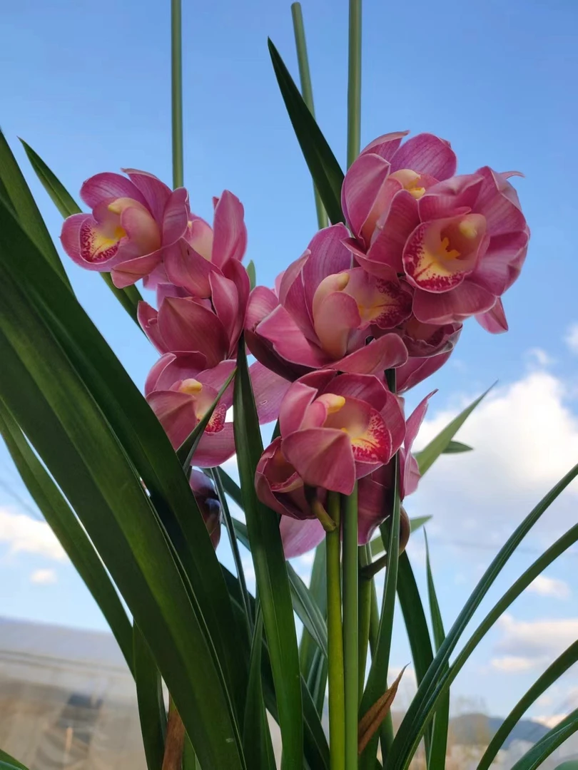 【1310】年宵花,盆栽,兰花带花苞,秋冬季好养活,送礼好物