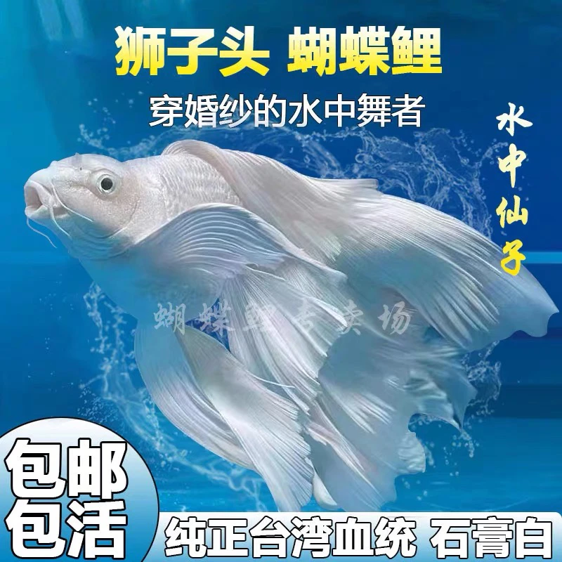 蝴蝶鲤鱼18-21白球短精品繁殖 养殖发货好养饲养混养自家渔场