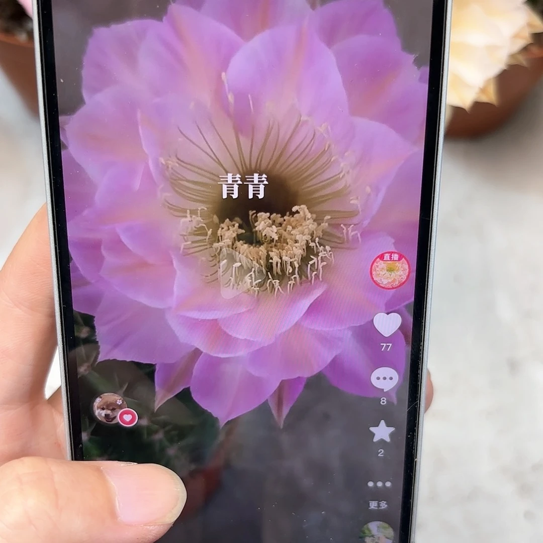 【闪购商品】彩草61号5.5公分微瑕