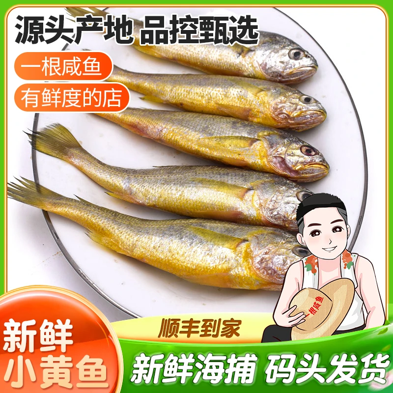 象山石浦野生海捕小黄鱼小黄花鱼