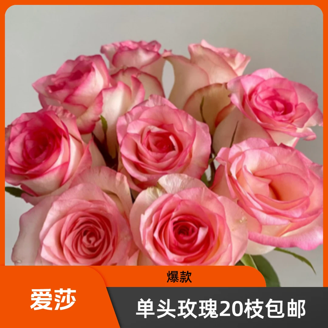 鲜花【爱莎】单头玫瑰 全场任意两单顺丰冷链包邮到家