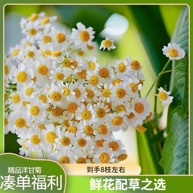 鲜花【洋甘菊】 凑单福利 全店任意两单发顺丰冷链