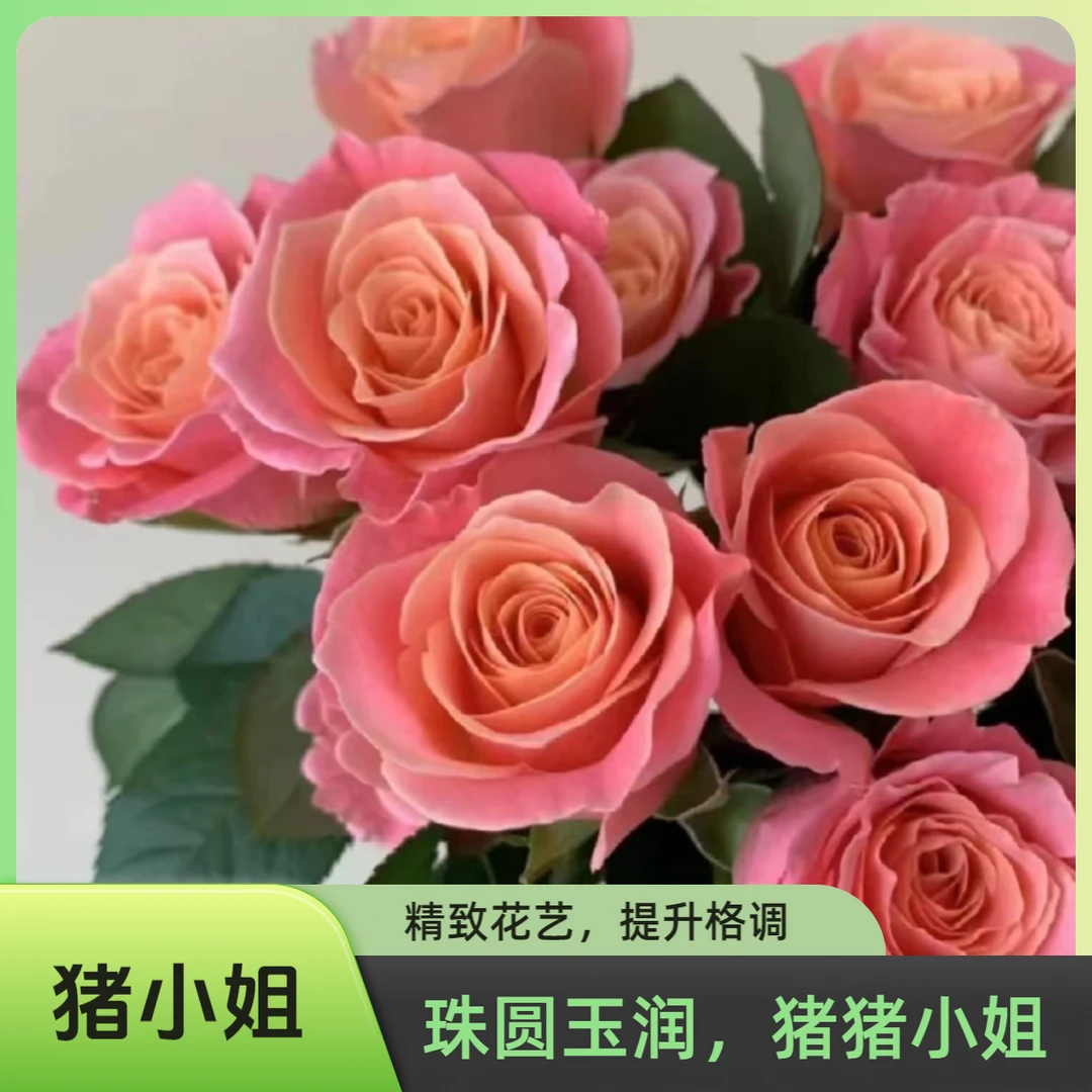 鲜花【猪小姐】单头玫瑰20支 全场任意两单顺丰冷链包邮