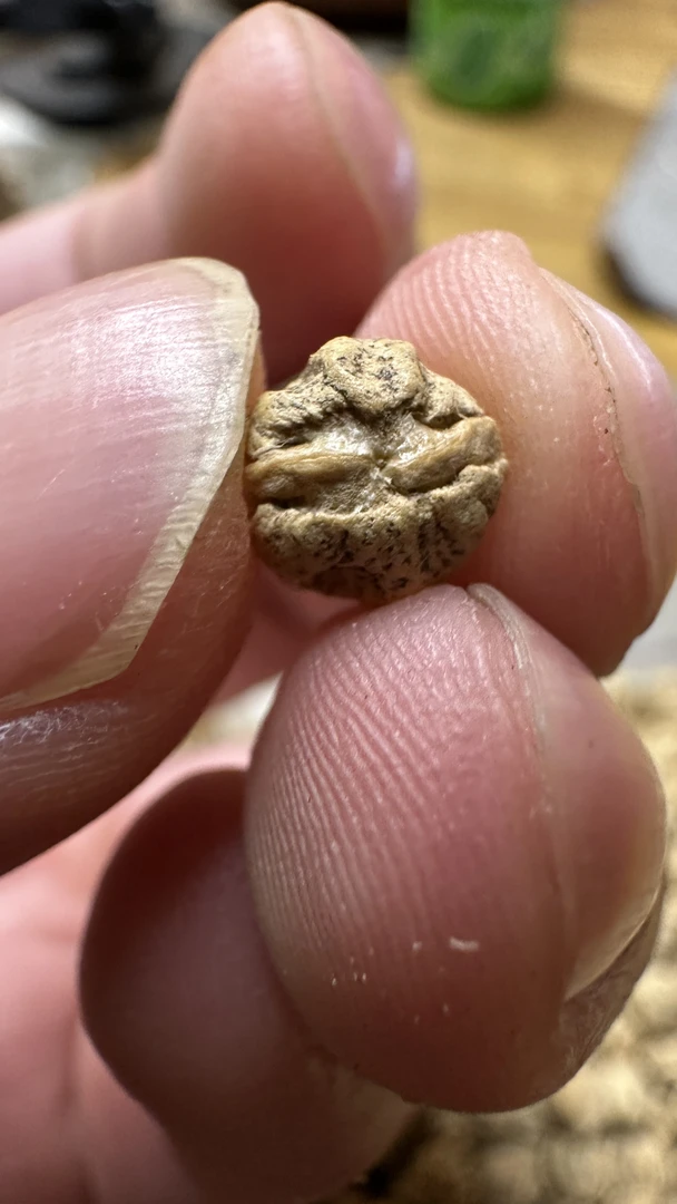 热振百香籽散籽尺寸6-7.5mm适合原装或横打