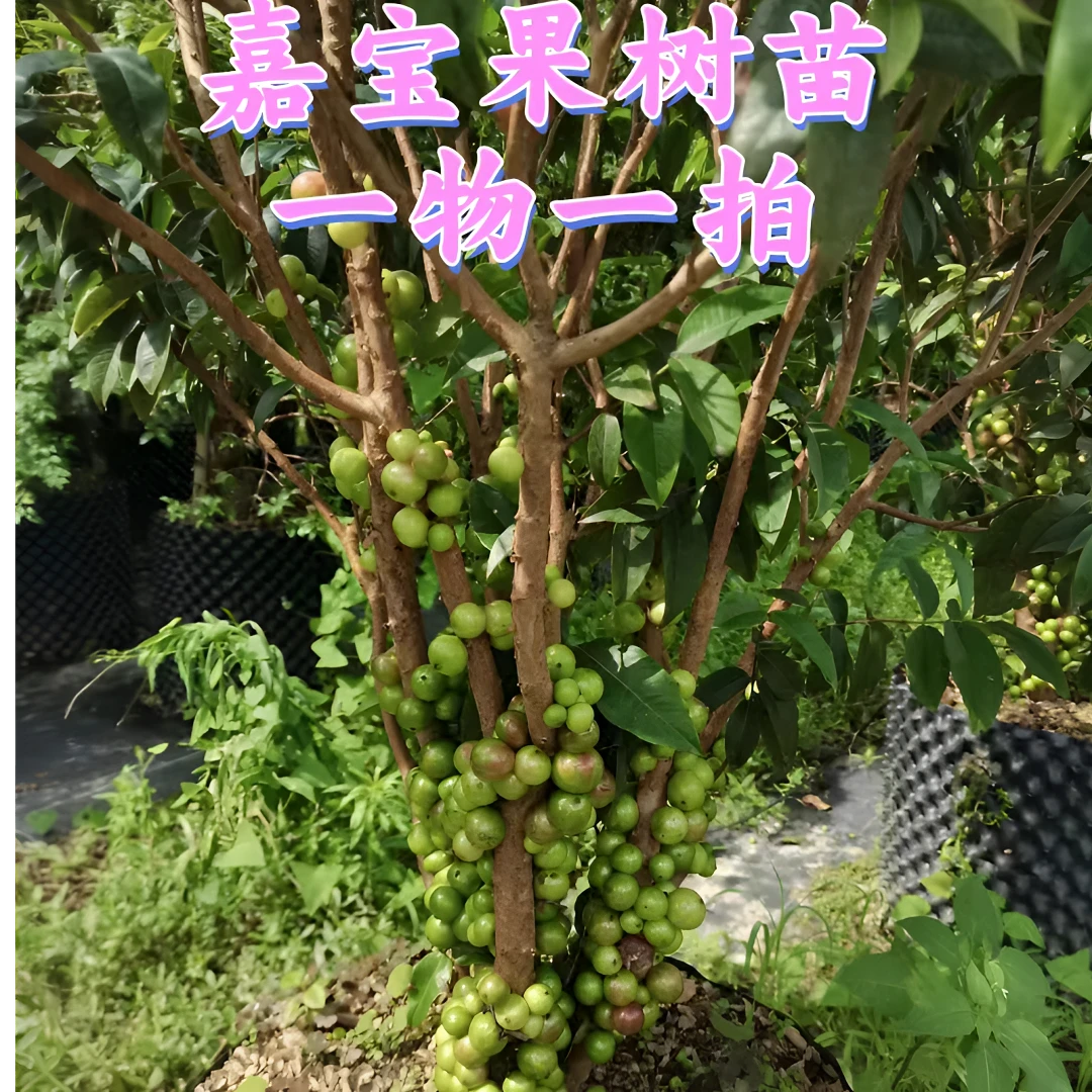 果木岛嘉宝果树葡萄  沙巴  四季红妃   艾斯卡树苗一物一拍链接