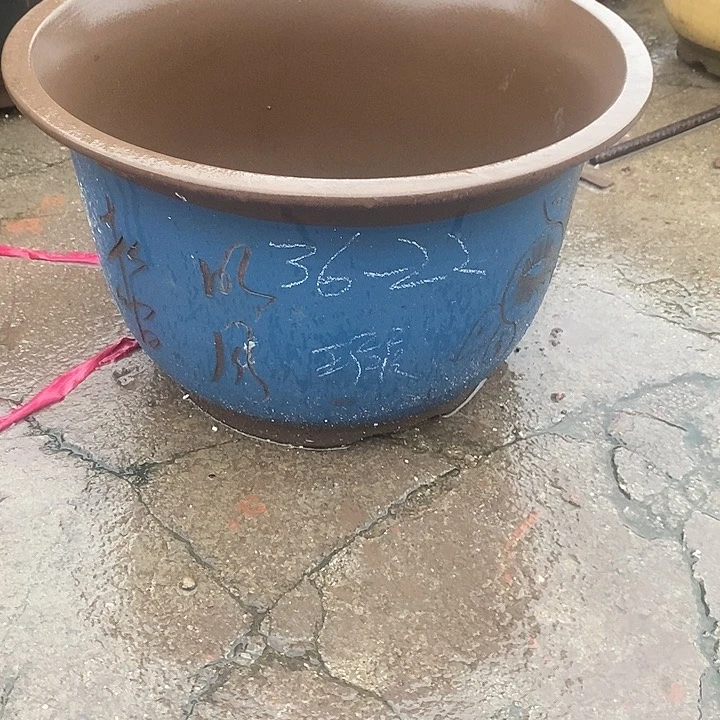 红陶20CM（含）-50CM（不含）