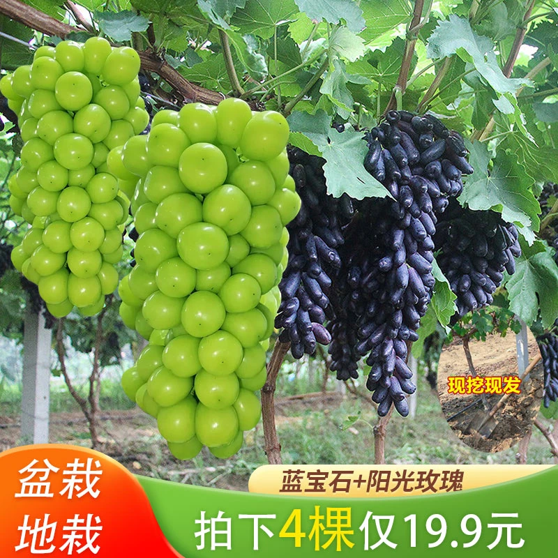 【4棵】蓝宝石品种+阳光玫瑰葡萄苗盆栽地栽阳台庭院四季种植果树苗