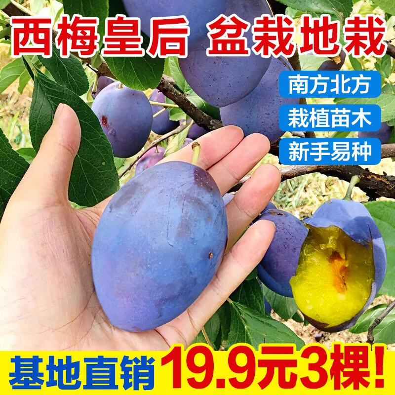 【3颗】西梅皇后李树苗嫁接蓝蜜果树苗盆栽地栽南方北方栽植苗木