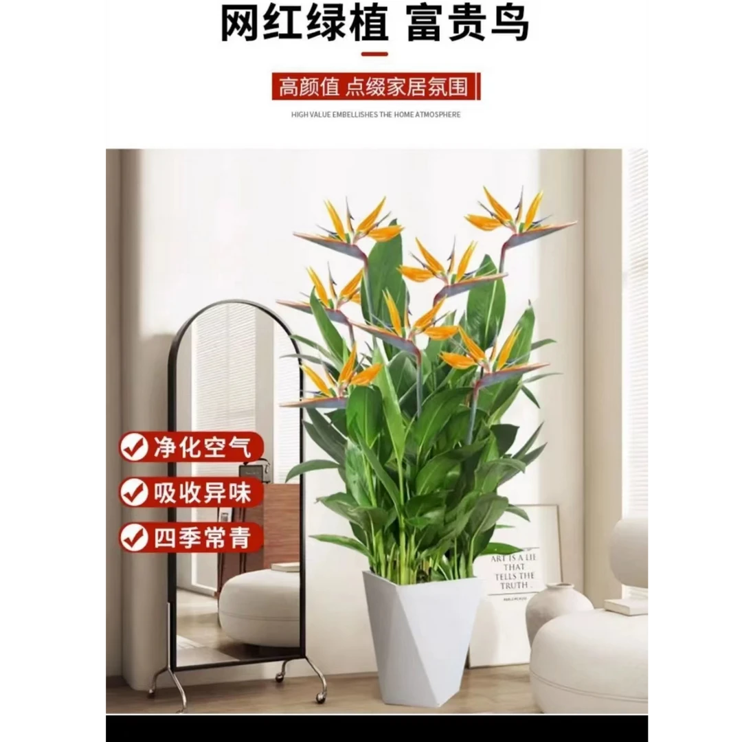 富贵常年开花鸟绿植室内客厅吸甲醛四季常青办公室植物盆栽易活