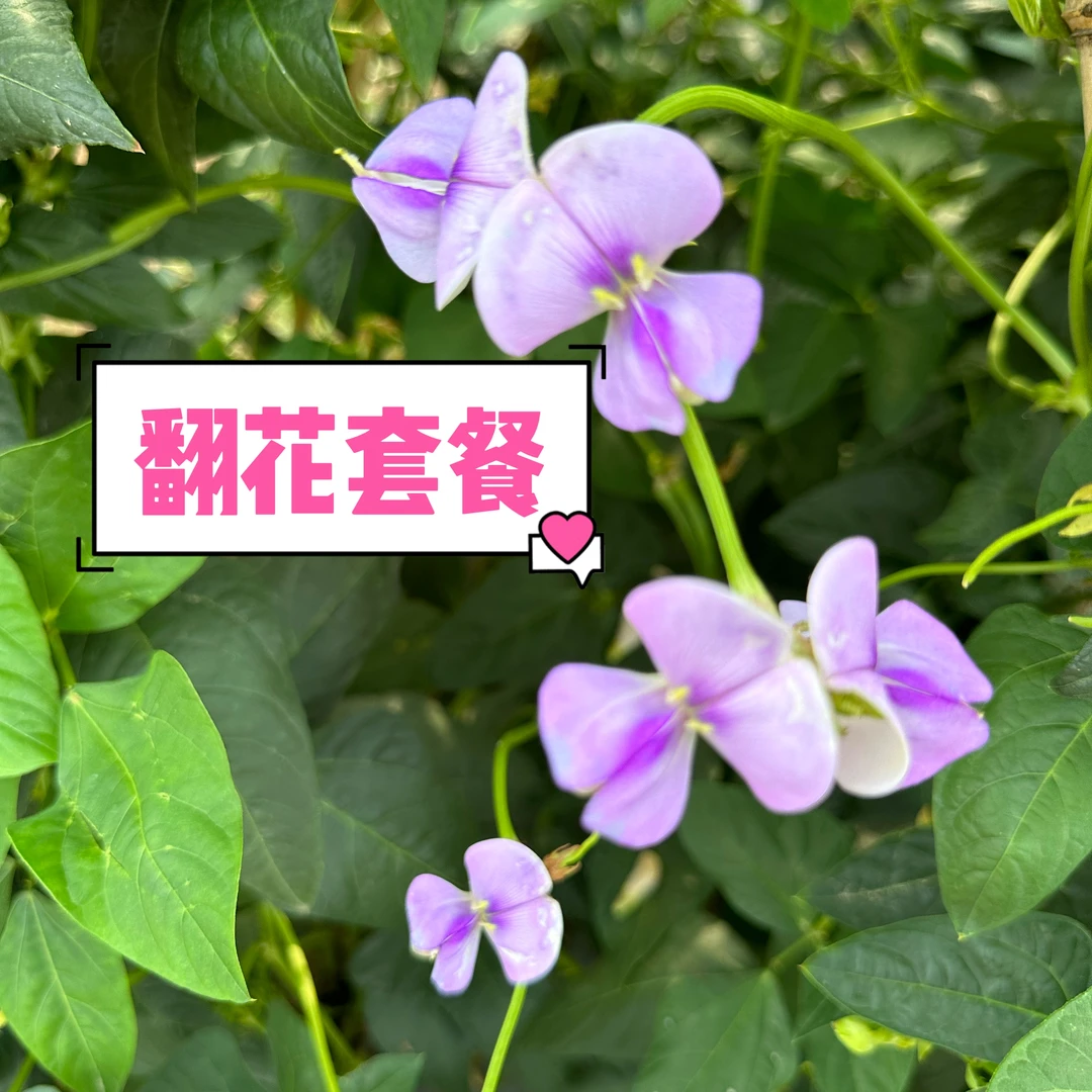 豆角翻花套餐(含微量元素水溶肥),翻花快,补充营养)促花芽