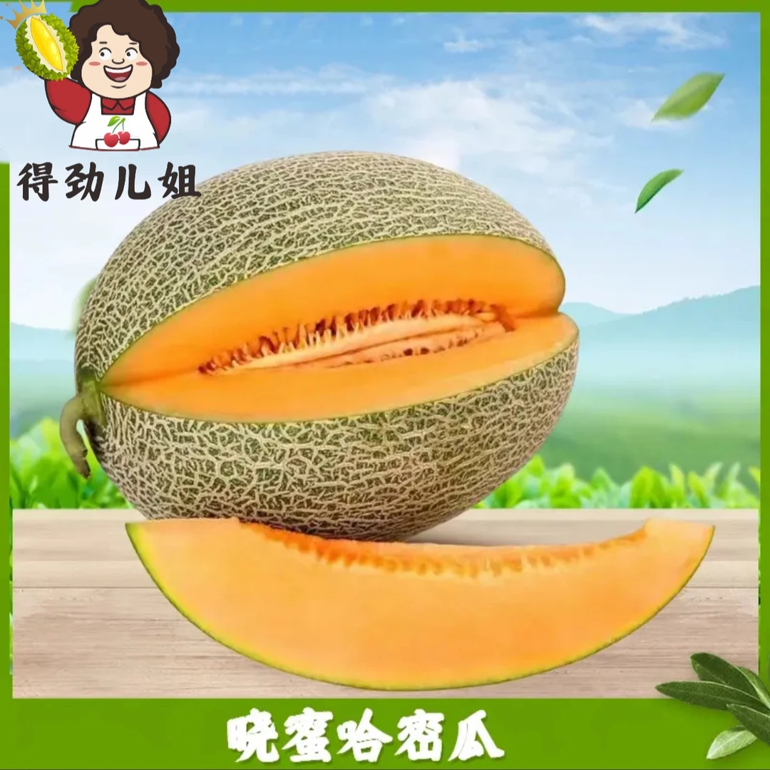 【点点关注】晓蜜哈密瓜 头茬脆甜皮薄肉厚