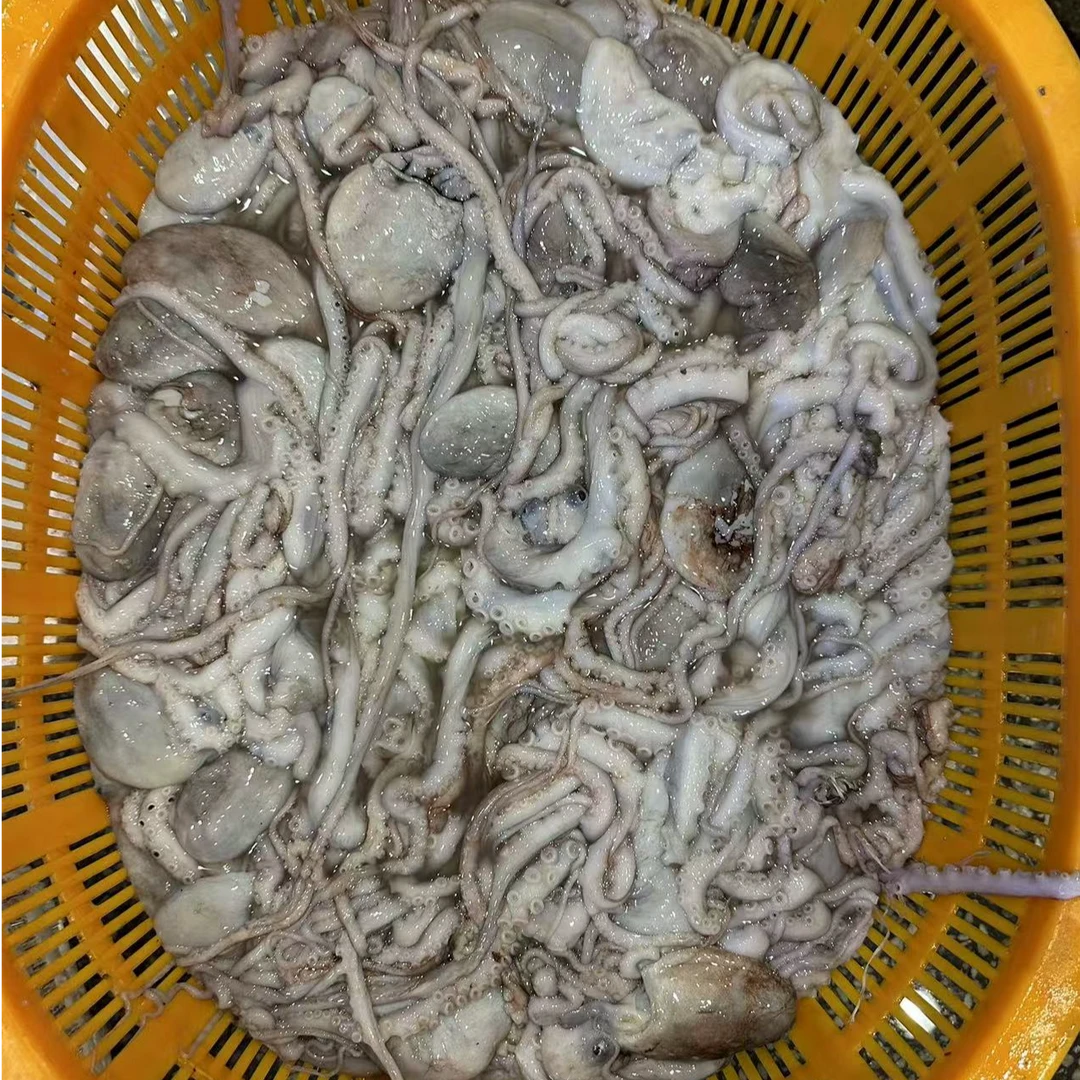 黄沙港本港野生海捕 八爪鱼  长腿八爪